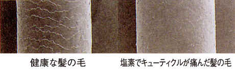 �z���~�V�X�V�����[